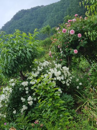 양구 촌놈님의 우리동네 · 동네자랑 작성글 사진
