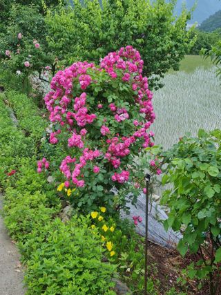 양구 촌놈님의 우리동네 · 동네자랑 작성글 사진