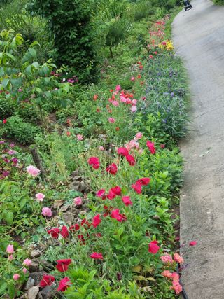 양구 촌놈님의 우리동네 · 동네자랑 작성글 사진