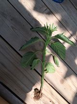 팜모닝 참깨·병해충상담 게시글 이미지