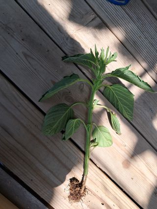 이장훈님의 참깨 · 병해충상담 작성글 사진