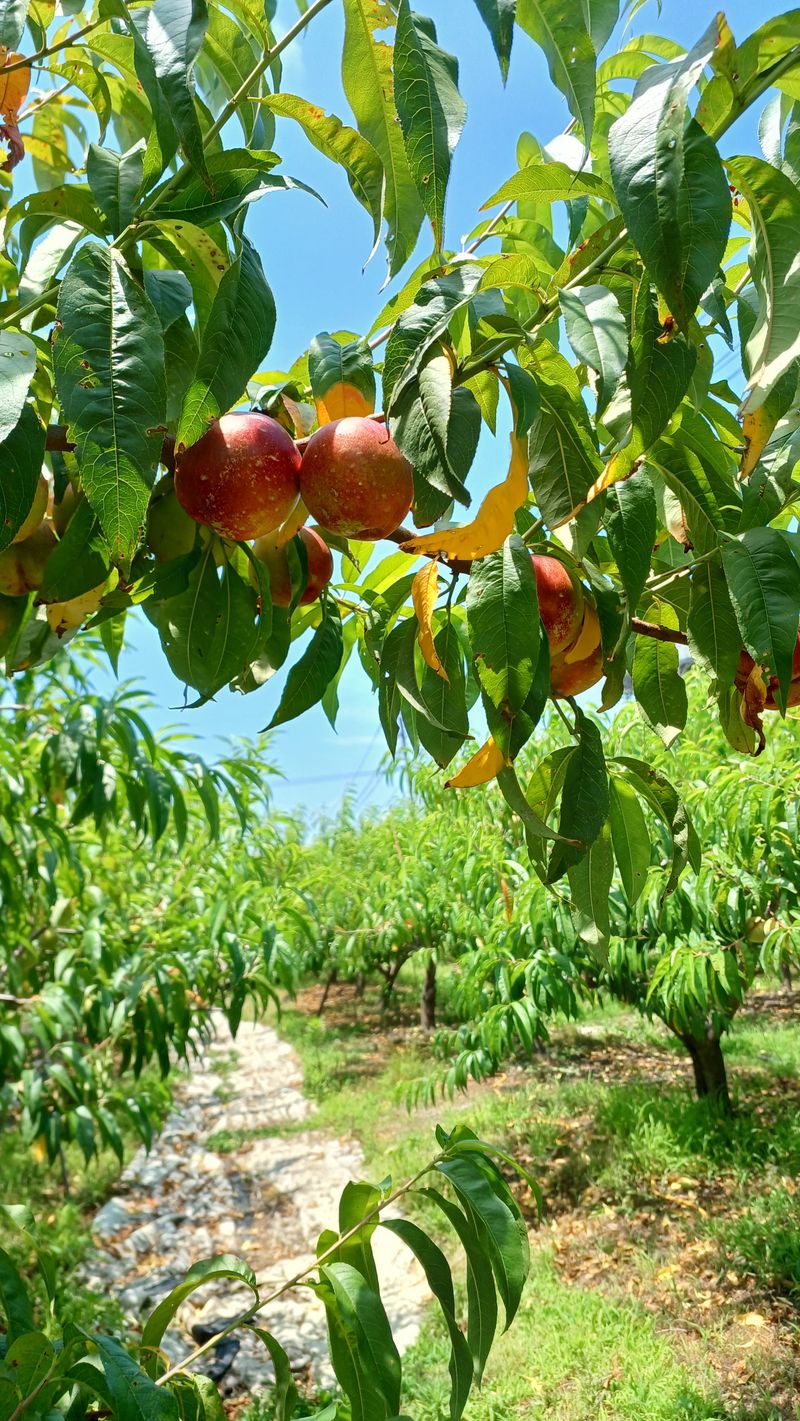 장터 상품 [천도복숭아 2Kg  판매완료] 썸네일