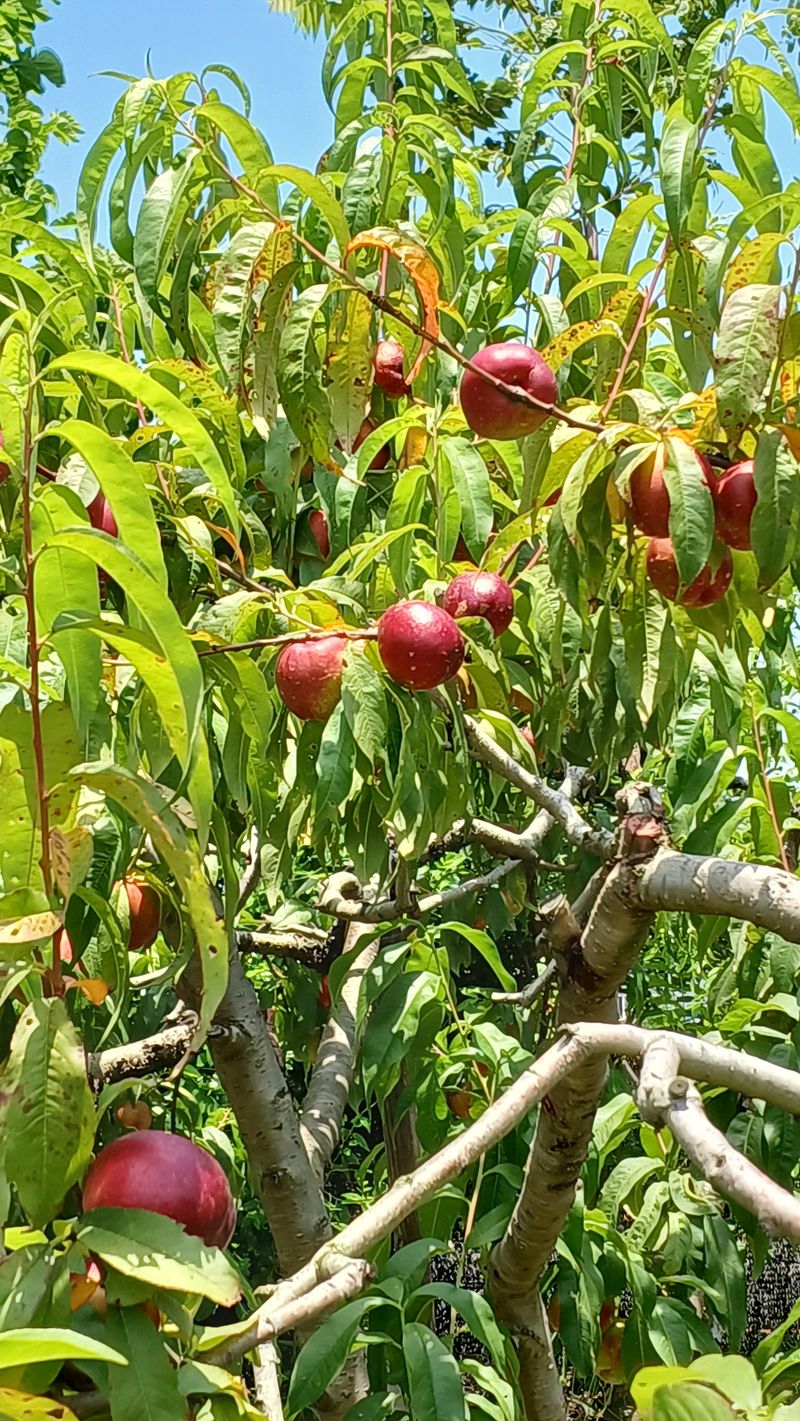 설만농원님의 장터 판매 상품 [천도복숭아 2Kg  판매완료] 첨부 사진