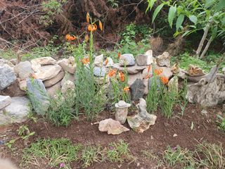 인생은 소풍처럼님의 오이 · 자유게시판 작성글 사진