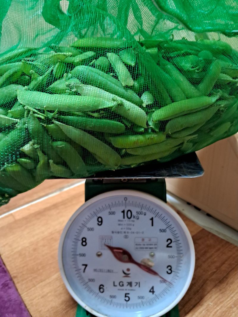 장터 상품 [완두콩 ] 썸네일