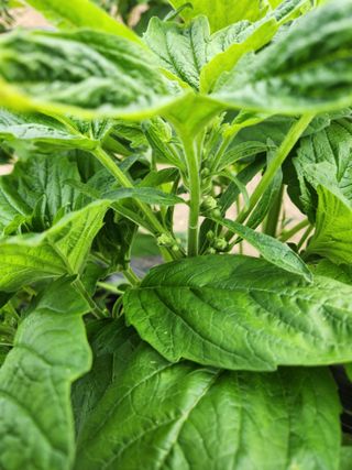 HYUN님의 참깨 · 자유게시판 작성글 사진