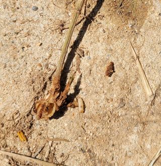 시골농부님의 오이 · 병해충상담 작성글 사진