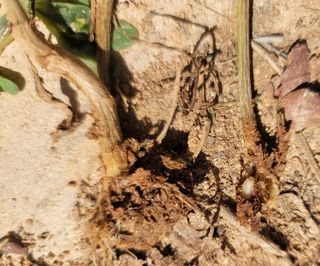 시골농부님의 오이 · 병해충상담 작성글 사진