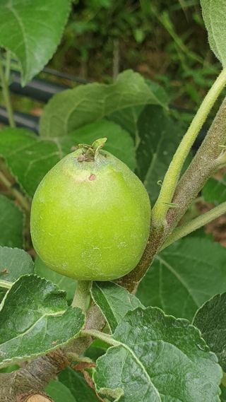 호랑이와인성이님의 사과 · 일상 작성글 사진