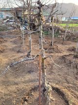 팜모닝 기타작물·병해충상담 게시글 이미지