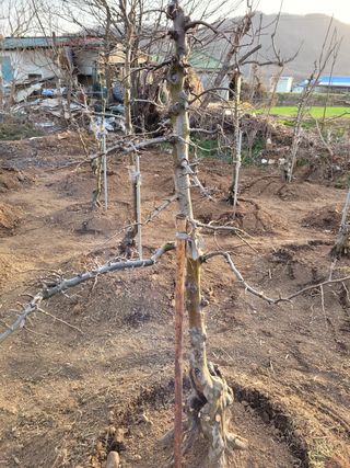 서동열님의 기타작물 · 병해충상담 작성글 사진