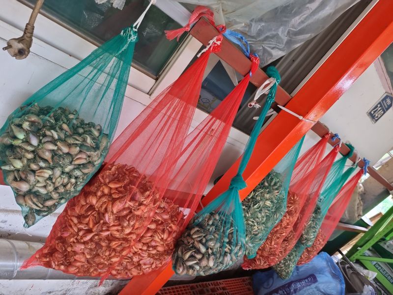 장터 상품 [쪽파종구] 썸네일