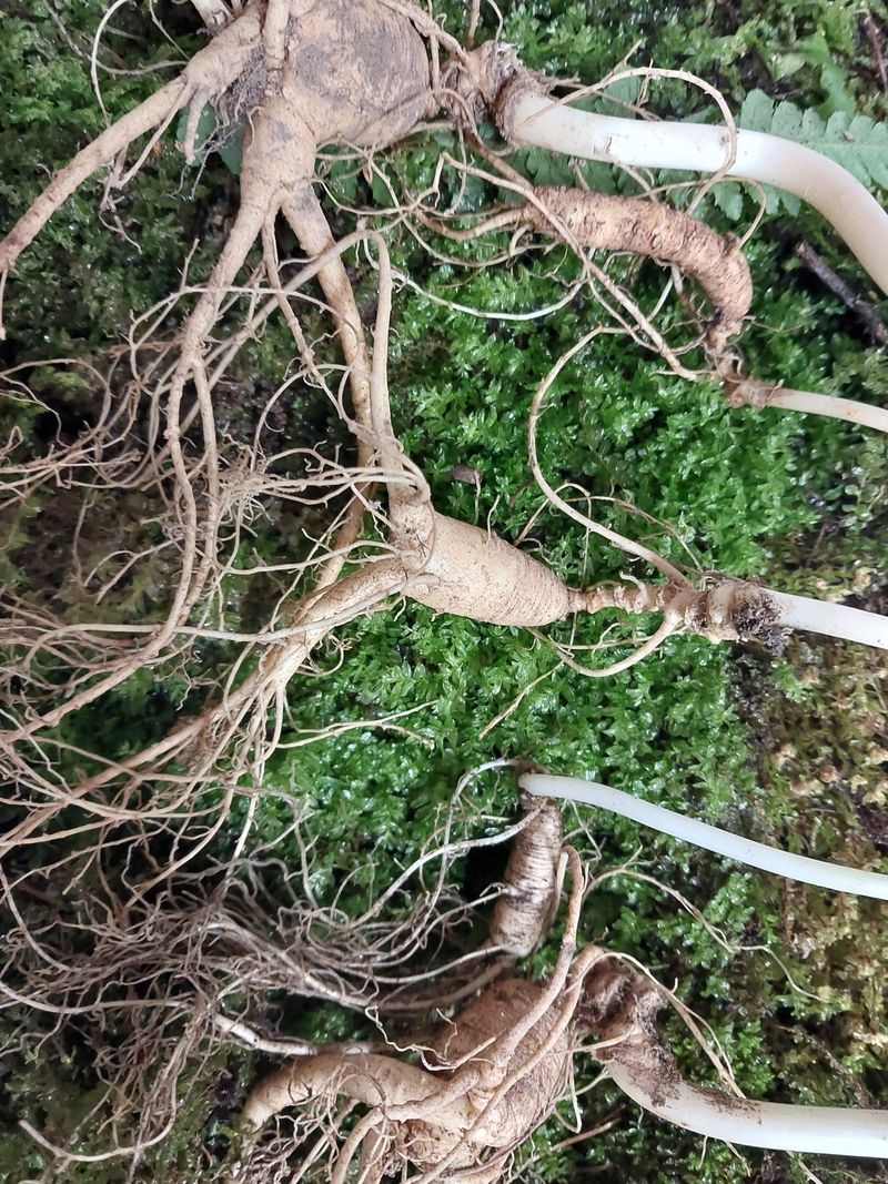 김봉호님의 장터 판매 상품 [산삼 1세트 5뿌리 ] 첨부 사진