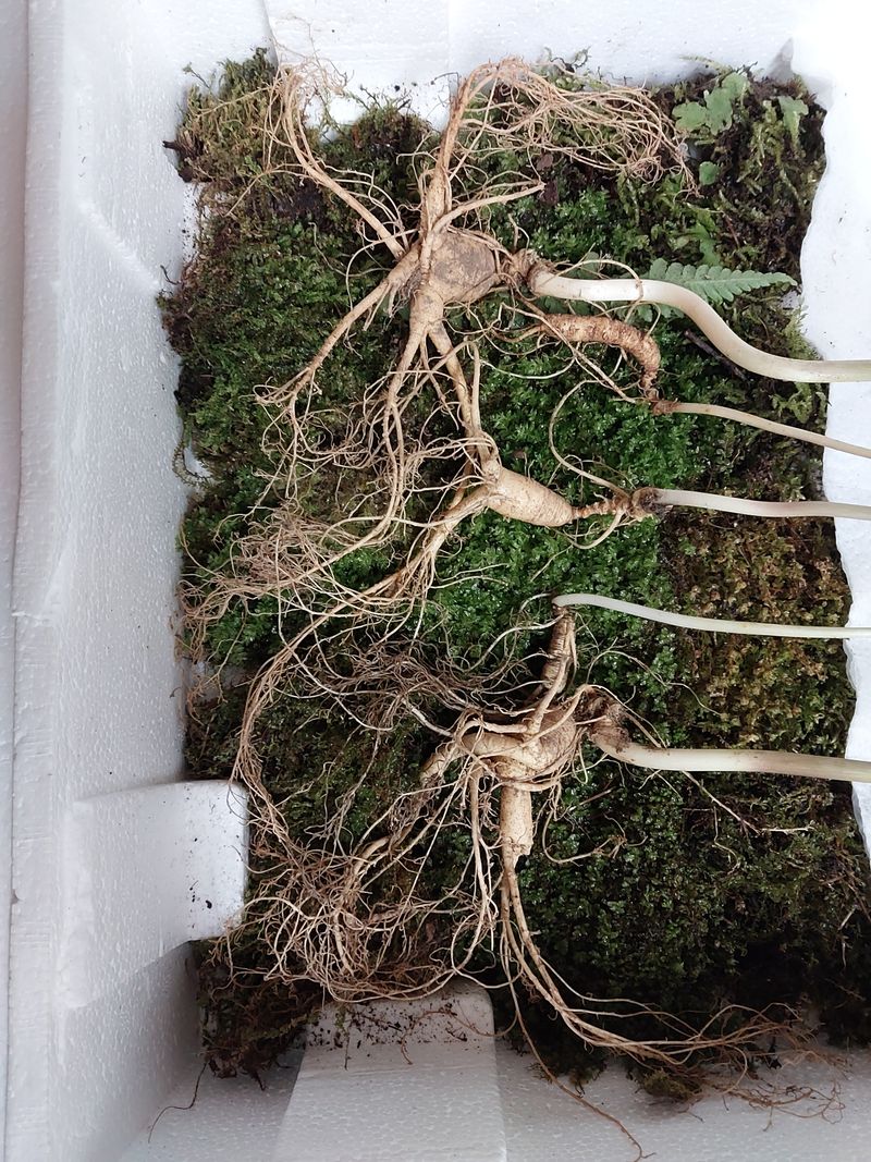 김봉호님의 장터 판매 상품 [산삼 1세트 5뿌리 ] 첨부 사진