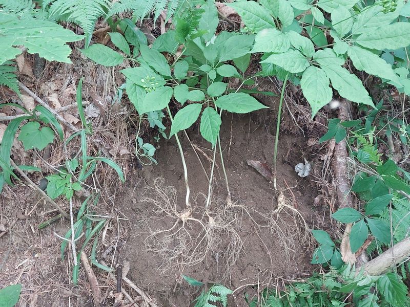 김봉호님의 장터 판매 상품 [산삼 1세트 5뿌리 ] 첨부 사진