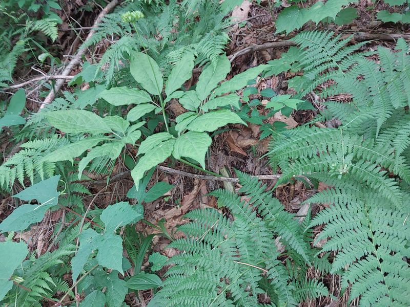 김봉호님의 장터 판매 상품 [산삼 1세트 5뿌리 ] 첨부 사진