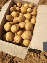 팜모닝 고구마·영농일지 게시글 이미지