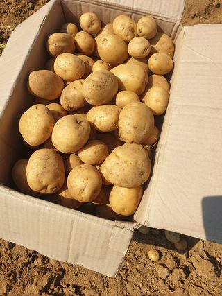 김주희님의 고구마 · 영농일지 작성글 사진