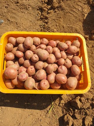 김주희님의 고구마 · 영농일지 작성글 사진