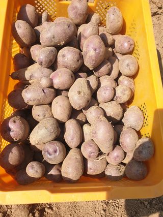 김주희님의 고구마 · 영농일지 작성글 사진