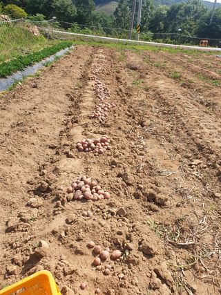김주희님의 고구마 · 영농일지 작성글 사진