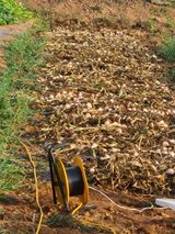 팜모닝 파·영농일지 게시글 이미지