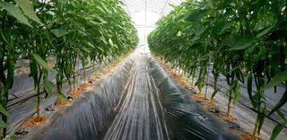 이튼실님의 고추 · 일상 작성글 사진