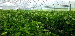 이튼실님의 고추 · 일상 작성글 사진