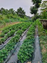 팜모닝 고구마·자유게시판 게시글 이미지