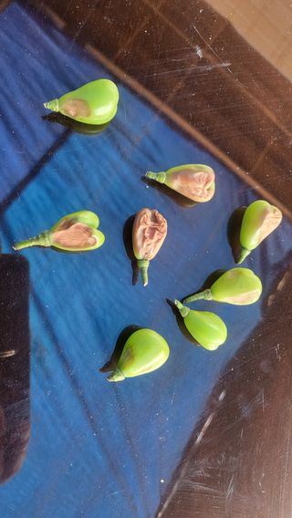 최일동님의 포도 · 병해충상담 작성글 사진