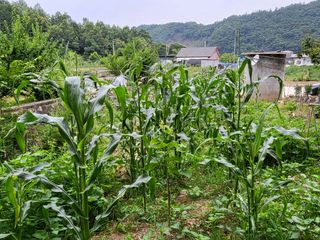 알 수 없음님의 옥수수 · 자유게시판 작성글 사진