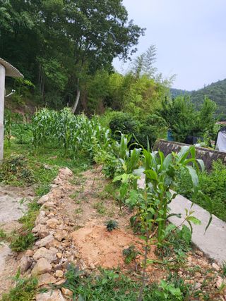 알 수 없음님의 옥수수 · 자유게시판 작성글 사진