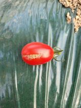 팜모닝 토마토·병해충상담 게시글 이미지