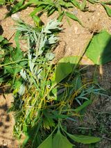 팜모닝 들깨·병해충상담 게시글 이미지