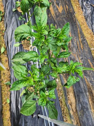 김진님의 고추 · 병해충상담 작성글 사진