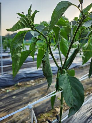 김진님의 고추 · 병해충상담 작성글 사진