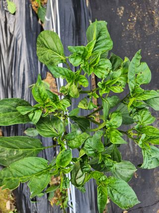 김진님의 고추 · 병해충상담 작성글 사진