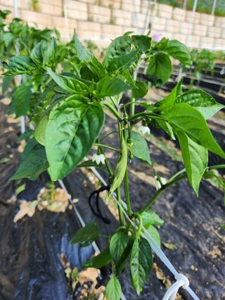 김진님의 고추 · 병해충상담 작성글 사진