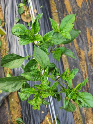 김진님의 고추 · 병해충상담 작성글 사진