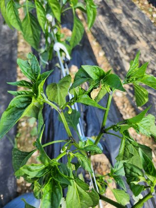 김진님의 고추 · 병해충상담 작성글 사진