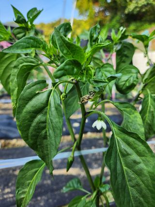 김진님의 고추 · 병해충상담 작성글 사진