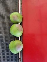 팜모닝 자두·병해충상담 게시글 이미지