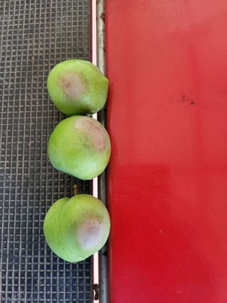 김태권님의 자두 · 병해충상담 작성글 사진