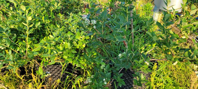 장터 상품 [블루베리 7년생 (1주당)] 썸네일