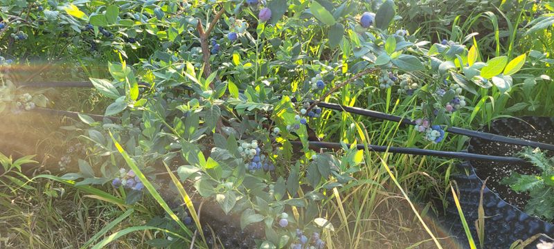 이동훈님의 장터 판매 상품 [블루베리 7년생 (1주당)] 첨부 사진