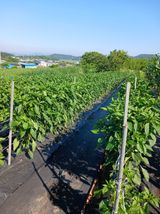 팜모닝 고추·병해충상담 게시글 이미지