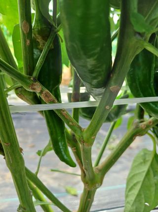 구춘모님의 고추 · 병해충상담 작성글 사진