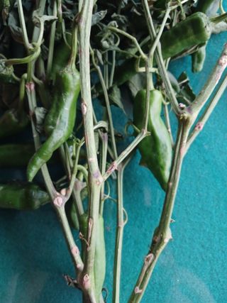 구춘모님의 고추 · 병해충상담 작성글 사진