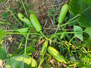 감19146님의 농부님! 어떤 농약 쓰세요? · 참여 작성글 사진