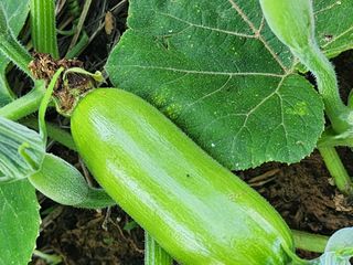 감19146님의 농부님! 어떤 농약 쓰세요? · 참여 작성글 사진